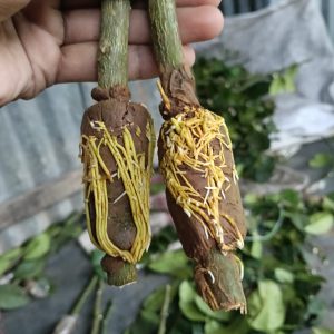 ২০ পিসের কম্বো গুটি কলম